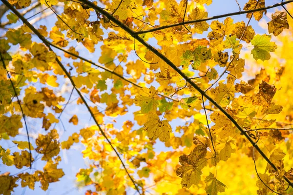Κίτρινο Φθινόπωρο Αφήνει Στο Δάσος Jura Μια Ηλιόλουστη Ημέρα — Φωτογραφία Αρχείου