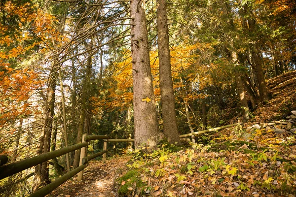 Gelbes Wegweiser Handgemalt Auf Eine Kiefer Goldenen Laubwald — Stockfoto