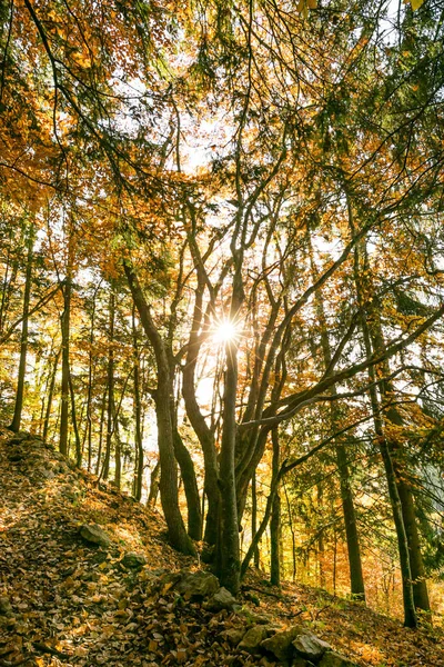 Sun Hvězda Piercing Mezi Stromy Lese Zlaté Listí — Stock fotografie