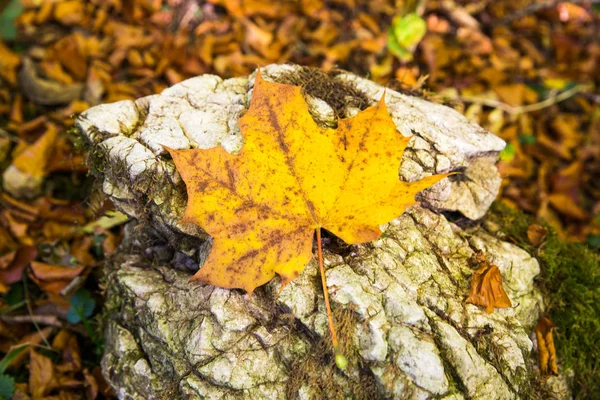 Foglie Autunnali Gialle Cadute Rocce Con Fogliame Autunnale — Foto Stock