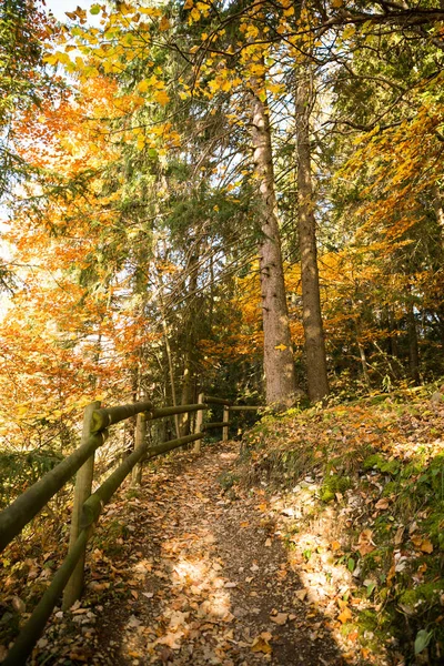 Žlutá Cesta Znamení Ručně Malované Borovici Lese Zlaté Listí — Stock fotografie