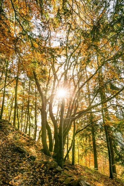 Sun Hvězda Piercing Mezi Stromy Lese Zlaté Listí — Stock fotografie