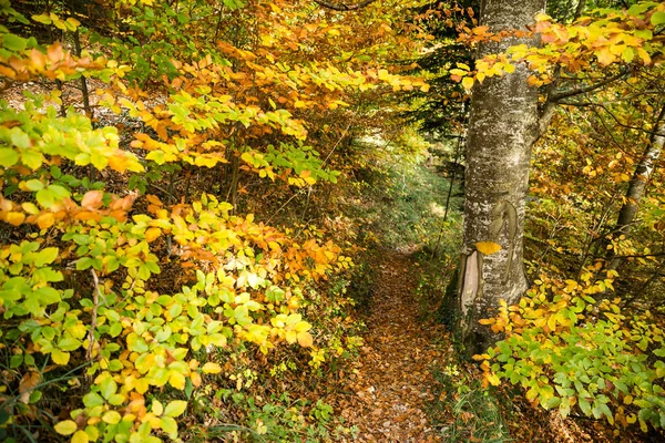 Žlutá Cesta Znamení Ručně Malované Stromě Lese Zlaté Listí — Stock fotografie