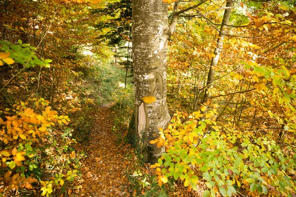 Sentier Jaune Peint Main Sur Arbre Dans Forêt Feuillage Doré — Photo