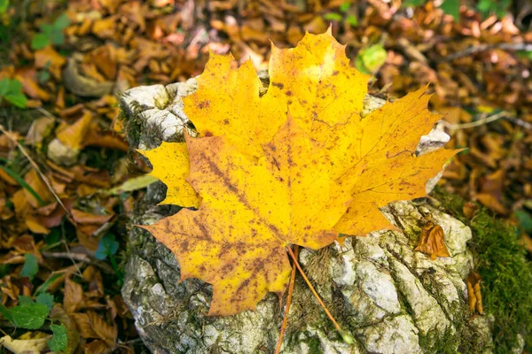 Yellow Autumn Leaves Fallen Rocks Autumn Foliage Stock Image