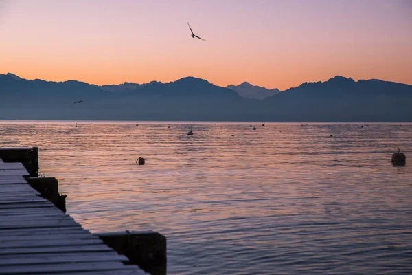 Möwe Fliegt Morgengrauen Über Den Leman See Und Den Ikonischen — Stockfoto