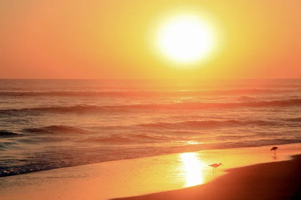 Zlaté Slunce Nad Tropických Ptáků Pasoucí Pacific Ocean Beach — Stock fotografie