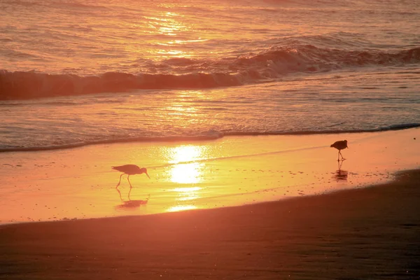 Golden Sunset Tropical Birds Grazing Pacific Ocean Beach — Free Stock Photo