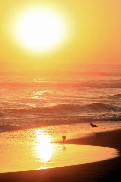 Golden Sunset Tropical Birds Grazing Pacific Ocean Beach — Stock Photo, Image