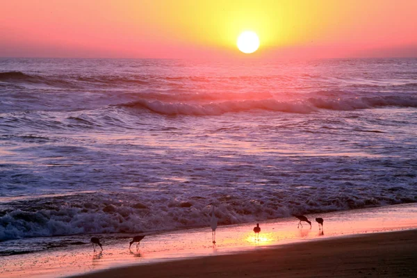 Gold Purple Sunset Tropical Birds Grazing Pacific Ocean Beach — Stock Photo, Image