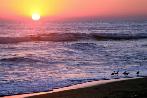 Gold Purple Sunset Tropical Birds Grazing Pacific Ocean Beach — Stock Photo, Image