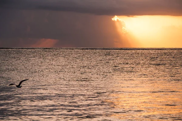 Gaivota Voando Fiery Sunrise Sobre Mar Caribe México — Fotografia de Stock