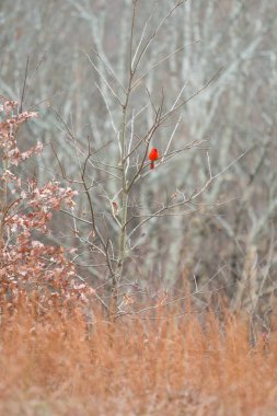 Kırmızı Kardinal kuşu ayakta dışarı kışlık bitki örtüsü Parkı'nda Brown İlçesi Devlet