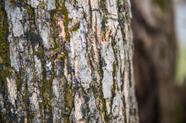 Yeşil, kahverengi, gri ve siyah ağaç kabuğu ile arka plan bulanık