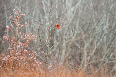 Kırmızı Kardinal kuşu çırpınan kışlık bitki örtüsü içinde Brown İlçesi Devlet Park içinde onun kuyruğu