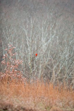Kırmızı Kardinal kuşu ayakta dışarı kışlık bitki örtüsü Parkı'nda Brown İlçesi Devlet