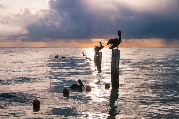 Пелікани Відпочиваючи Дереві Причальні Стовпів Над Карибське Море Сході Сонця — стокове фото
