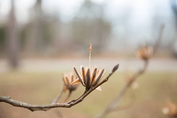 Fleur Tulipe Séchée Aux Tiges Hautes Jour Hiver Gris Dans — Photo