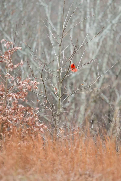 Kırmızı Kardinal Kuşu Çırpınan Kışlık Bitki Örtüsü Içinde Brown Lçesi — Stok fotoğraf