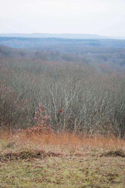 Kırmızı Kardinal Kuşu Kışın Doğal Devlet Parkı — Stok fotoğraf