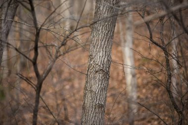 Yapraksız ağaçlar ve dalları kışın büyülü ormanda