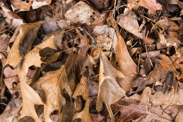 Brown Foglie Cadute Sul Parco Naturale Statale Inverno — Foto Stock