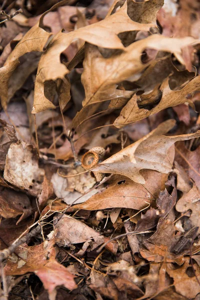 Brown Gevallen Bladeren Natuurlijke Staatspark Gronden Winter — Stockfoto