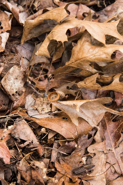 Brown Foglie Cadute Sul Parco Naturale Statale Inverno — Foto Stock