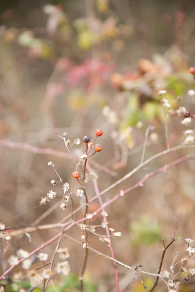 Vilda Bush Och Röda Bär Vintern Mascatatuck County Park — Stockfoto
