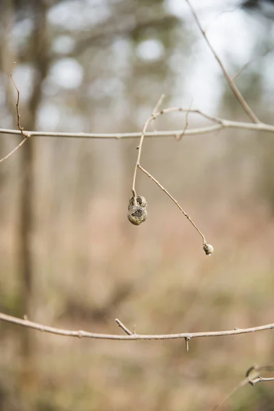 Torkade Frökapslarna Vintern Mascatatuck County Park — Stockfoto