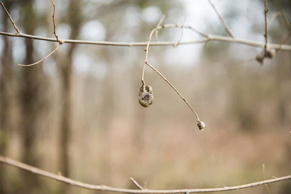 Torkade Frökapslarna Vintern Mascatatuck County Park — Stockfoto