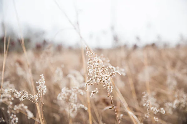 Witte Wilde Bloemen Gedroogde Hoge Grassen Mascatatuck County Park Winter — Stockfoto