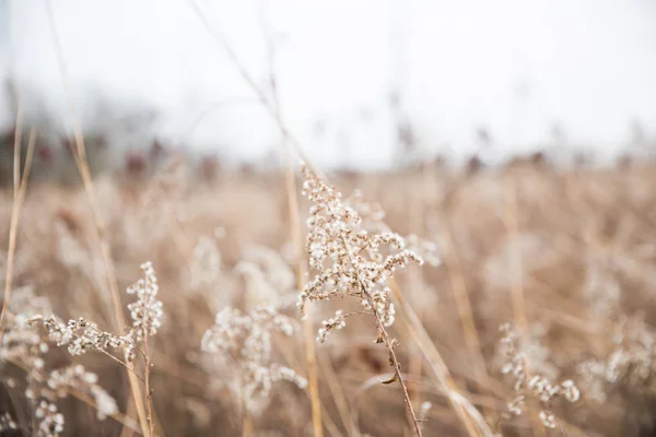 Vita Vilda Blommor Och Torkade Högt Gräs Mascatatuck County Park — Stockfoto