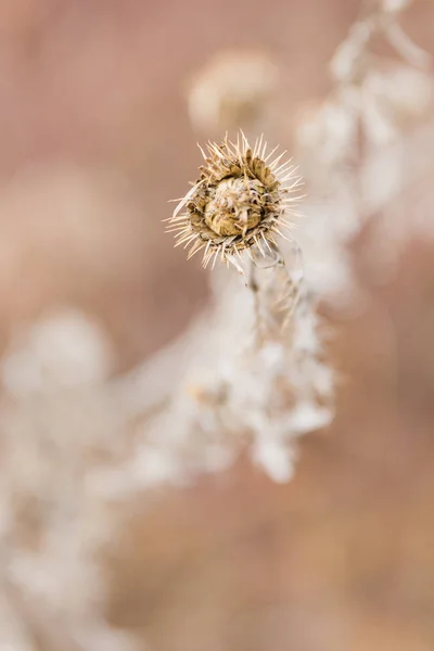 Gedroogde Wilde Distel Winter Pastelkleuren Onscherpe Achtergrond — Stockfoto