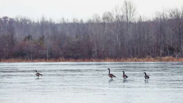 Divoké Kanadské Husy Létání Nad Wildlife Refuge Zimě — Stock fotografie