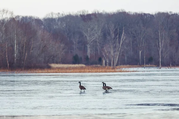 Divoké Kanadské Husy Létání Nad Wildlife Refuge Zimě — Stock fotografie