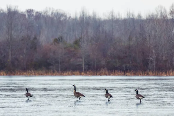 Divoké Kanadské Husy Létání Nad Wildlife Refuge Zimě — Stock fotografie