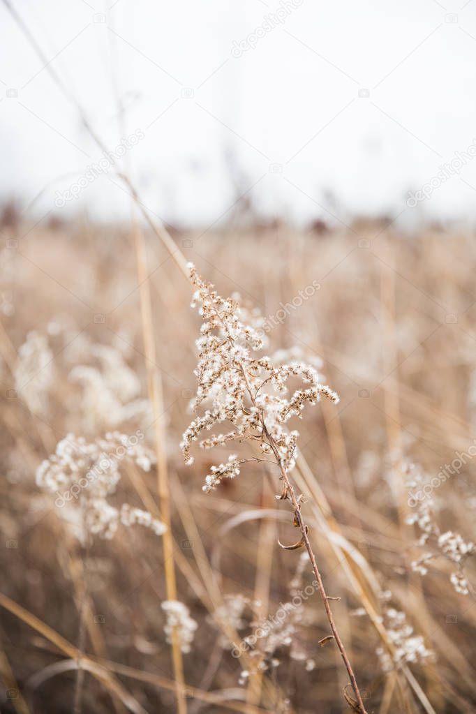 White Wild Flowers and Dried High Grasses in Mascatatuck County Park in Winter