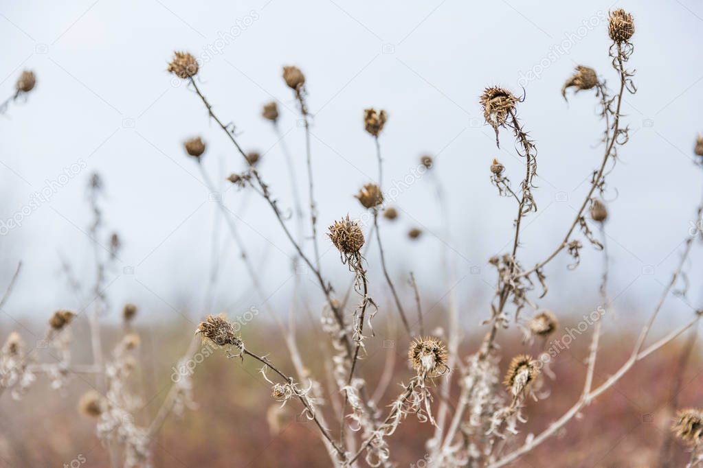 Dried Wild Thistle in Winter in Pastel Colours and Blurred Background