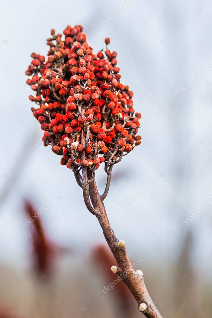 Wild American Staghorn Sumac with Blue Sky in Blurred Background