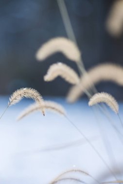 Küçük tavşan cüce Çeşme çim donmuş su damla kış alacakaranlıkta