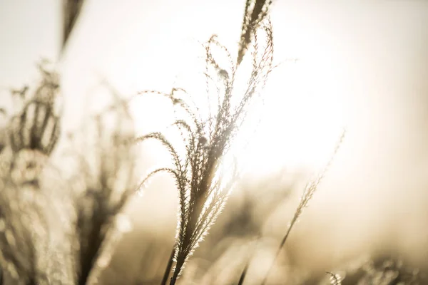 Amerikanska Prydnadsgräs Miscanthus Gyllene Vintern Solnedgången Ljus — Stockfoto