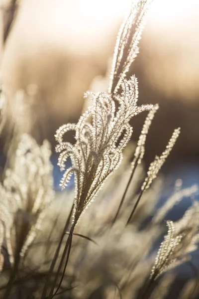 Hierbas Ornamentales Americanas Miscanthus Luz Dorada Del Atardecer Del Invierno — Foto de Stock