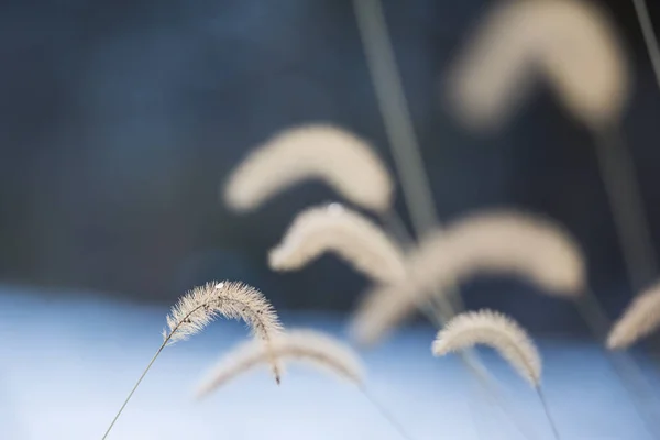 Little Bunny Dwerg Fontein Gras Met Bevroren Water Drop Winter — Stockfoto