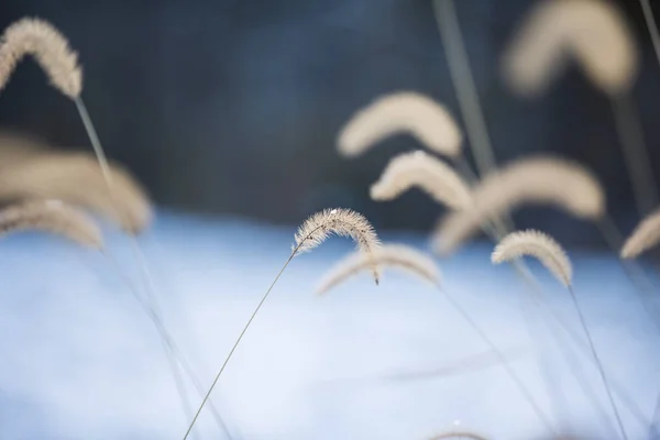 Little Bunny Dwerg Fontein Gras Met Bevroren Water Drop Winter — Stockfoto