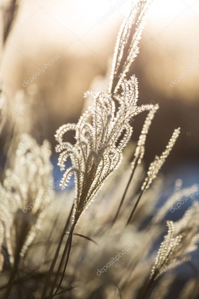 American Ornamental Grasses (Miscanthus) in Golden Winter Sunset Light