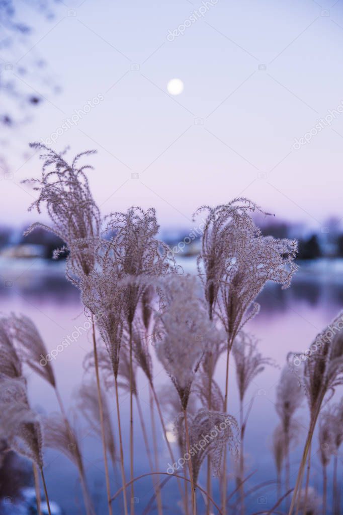 Ornamental American High Grasses and Moon Rise at Dawn