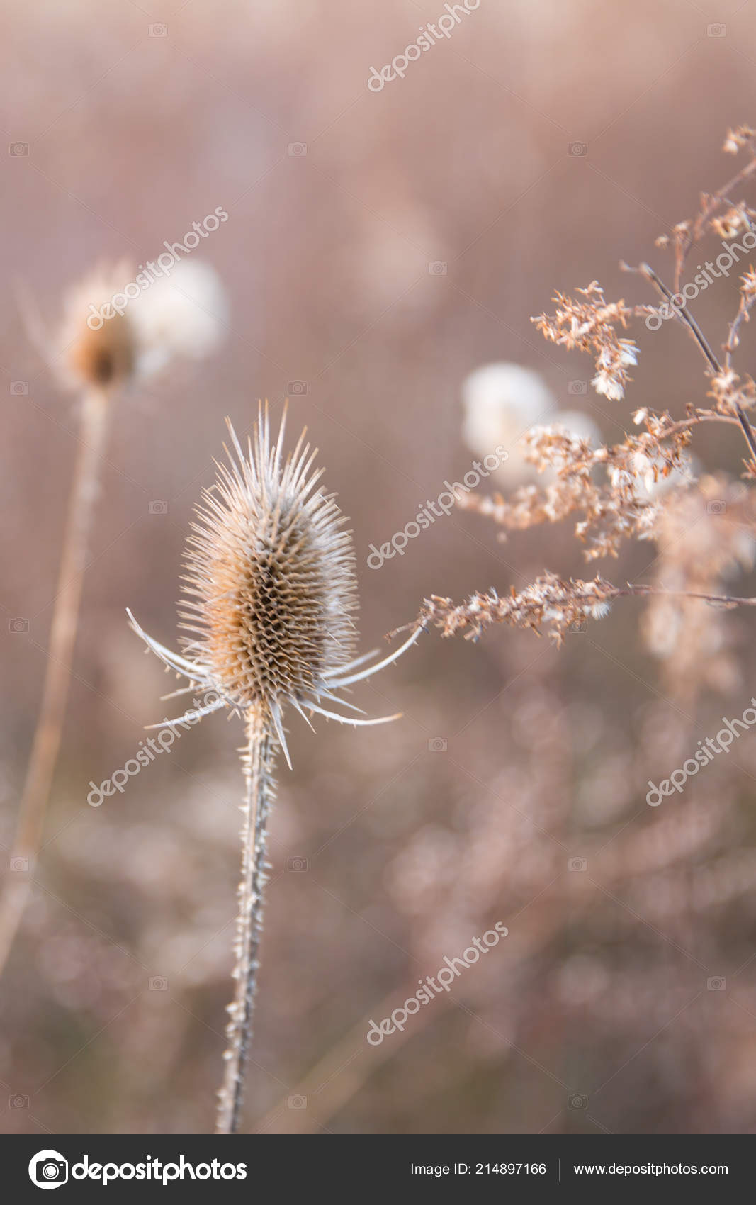 Photography Dry Thistle Flowers In A Meadow at Sunset Printable Digital Download
