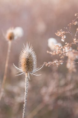 Kurutulmuş Thistle ve Pastel kış güneş ışığı altında arka plan bulanık ülke alanları