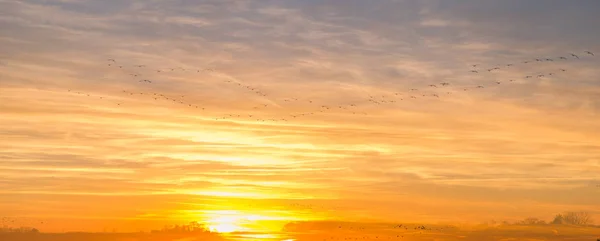 Canadian Geese Flying Country Fields Golden Winter Sunset Double Exposure — Stock Photo, Image
